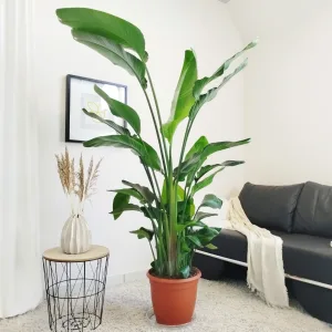 Strelicja biała (Strelitzia nicolai) 180cm