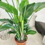 Strelicja biała (Strelitzia nicolai) 180cm