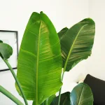 Strelicja biała (Strelitzia nicolai) 180cm