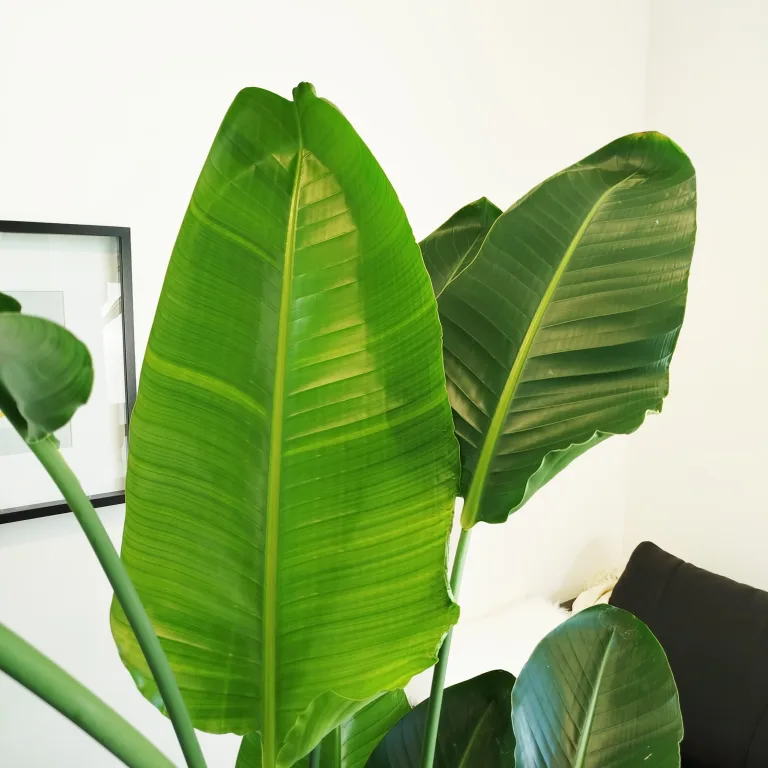 Strelicja biała (Strelitzia nicolai) 180cm