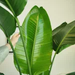 Strelicja biała (Strelitzia nicolai) 180cm