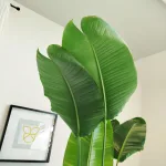 Strelicja biała (Strelitzia nicolai) 180cm