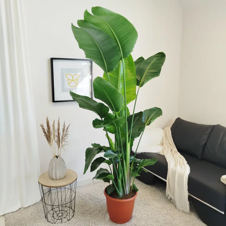 Strelicja biała (Strelitzia nicolai) 180cm