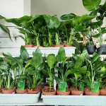 Strelicja królewska (Strelitzia reginae) 45cm