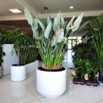 Strelicja królewska (Strelitzia reginae) 160cm