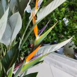 Strelicja królewska (Strelitzia reginae) 160cm