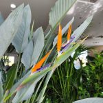 Strelicja królewska (Strelitzia reginae) 160cm