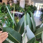 Strelicja królewska (Strelitzia reginae) 160cm