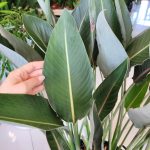 Strelicja królewska (Strelitzia reginae) 160cm