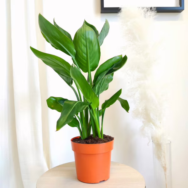 Strelicja królewska (Strelitzia reginae) 50-60cm