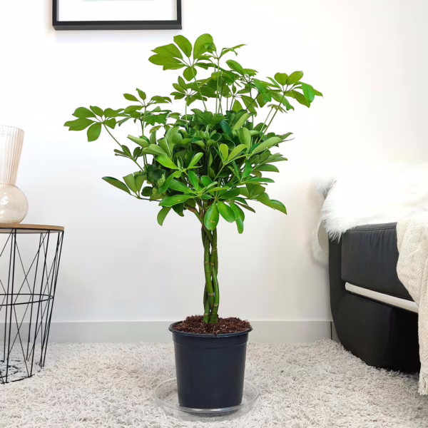 Szeflera drzewkowata (Schefflera arbolicora 'Compacta') 75-85cm