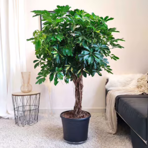 Szeflera drzewkowata (Schefflera arbolicora 'Gold Capella') 150cm