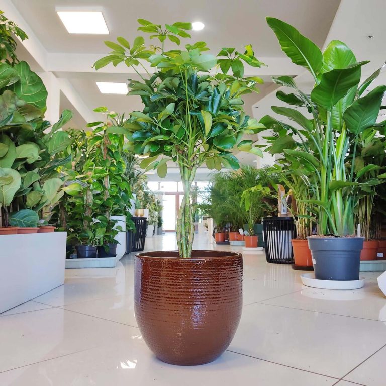 Szeflera drzewkowata (Schefflera arbolicora 'Gold Capella') 80cm