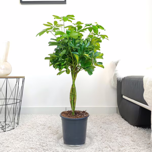 Szeflera drzewkowata (Schefflera arbolicora 'Gold Capella') 65-70m