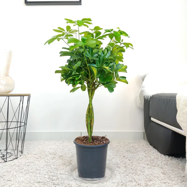 Szeflera drzewkowata (Schefflera arbolicora 'Gold Capella') 80cm