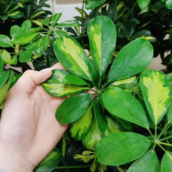 Szeflera drzewkowata (Schefflera arbolicora 'Gold Capella') 80cm