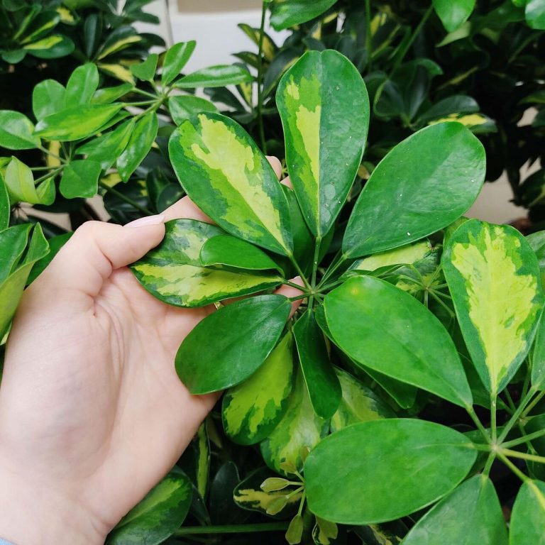 Szeflera drzewkowata (Schefflera arbolicora 'Gold Capella') 80cm