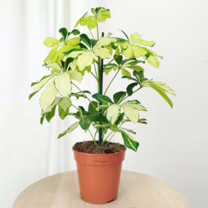 Szeflera (Schefflera arbolicora 'Melanie') 40-45cm