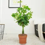 Szeflera drzewkowata (Schefflera arbolicora 'Nora') 80cm