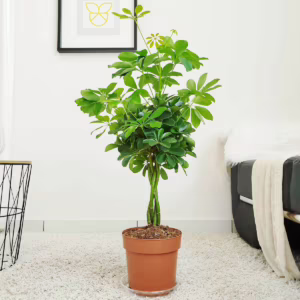 Szeflera drzewkowata (Schefflera arbolicora 'Nora') 70-80cm