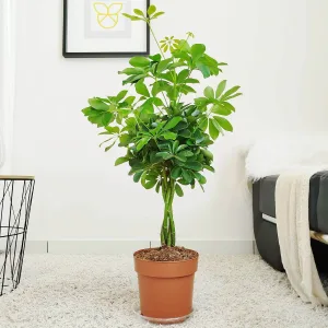 Szeflera drzewkowata (Schefflera arbolicora 'Nora') 80cm