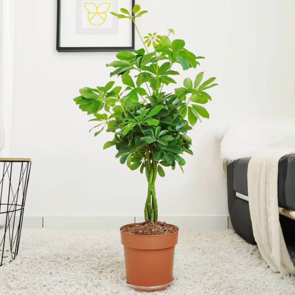 Szeflera drzewkowata (Schefflera arbolicora 'Nora') 70-80cm