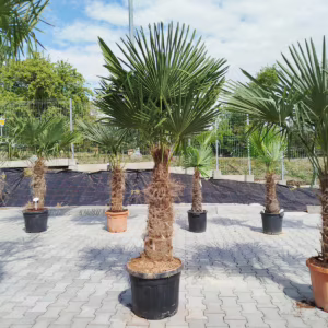Palma szorstkowiec (Trachycarpus Fortunei) 180-200cm