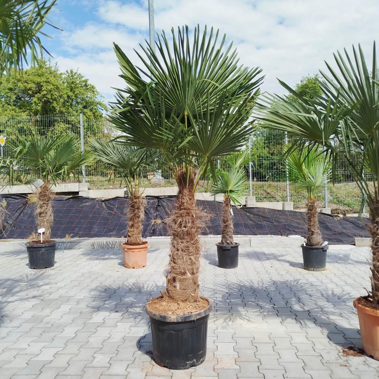 Palma szorstkowiec (Trachycarpus Fortunei) 230cm