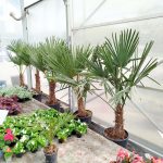 Palma szorstkowiec (Trachycarpus Fortunei) 160cm