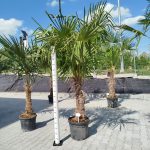 Palma szorstkowiec (Trachycarpus Fortunei) 270cm