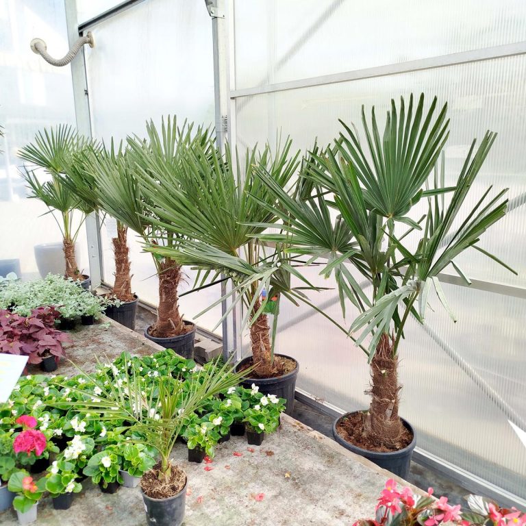 Palma szorstkowiec (Trachycarpus Fortunei) 160cm