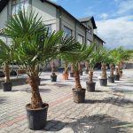 Palma szorstkowiec (Trachycarpus Fortunei) 160cm