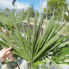 Palma szorstkowiec (Trachycarpus Fortunei) 150-170cm