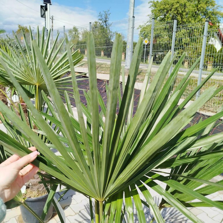 Palma szorstkowiec (Trachycarpus Fortunei) 160cm