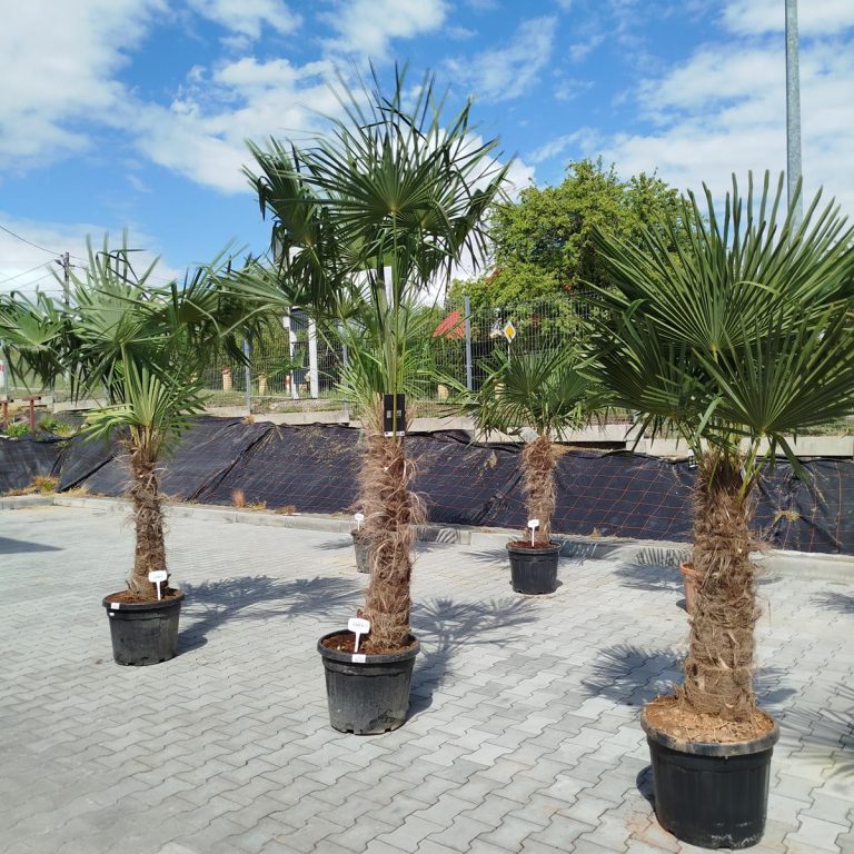 Palma szorstkowiec (Trachycarpus Fortunei) 230cm