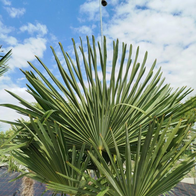 Palma szorstkowiec (Trachycarpus Fortunei) 230cm