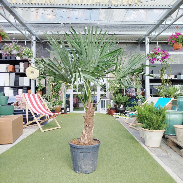 Palma szorstkowiec (Trachycarpus Fortunei) 160cm
