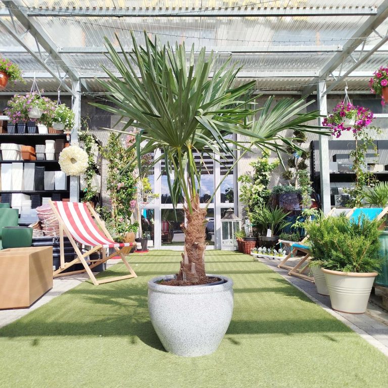 Palma szorstkowiec (Trachycarpus Fortunei) 160cm