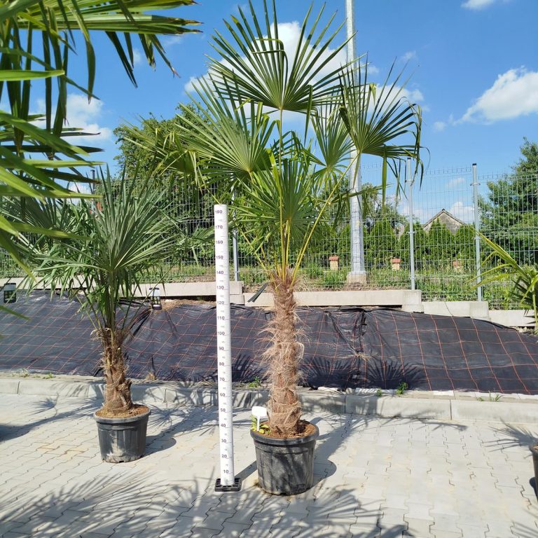 Palma szorstkowiec (Trachycarpus Fortunei) 270cm