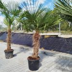 Palma szorstkowiec (Trachycarpus Fortunei) 230cm