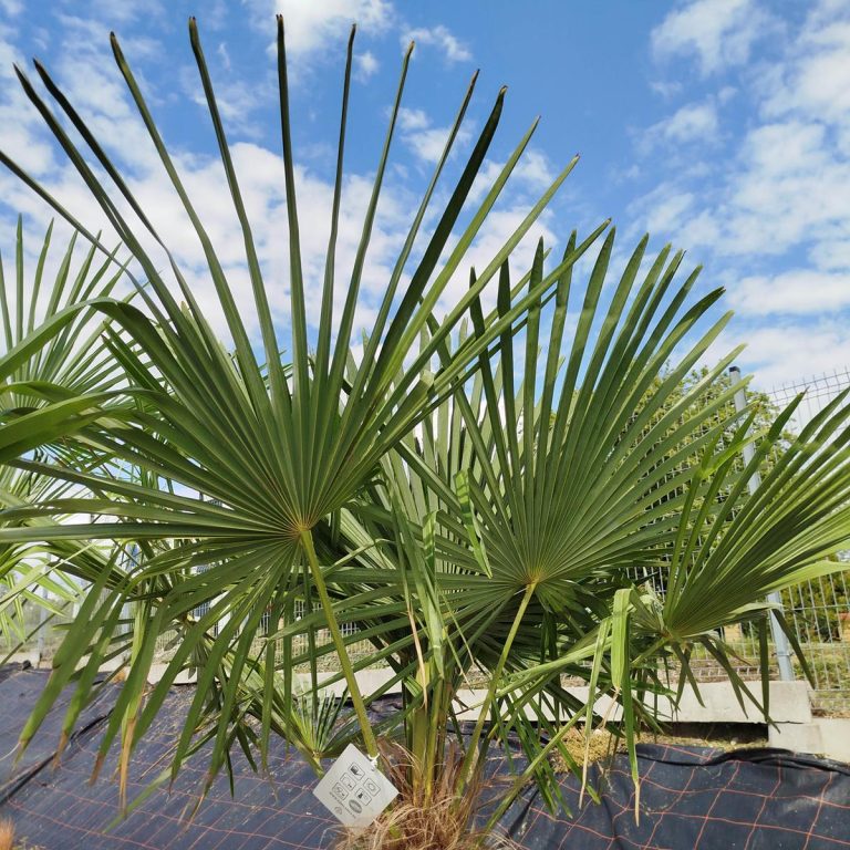 Palma szorstkowiec (Trachycarpus Fortunei) 230cm