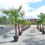 Palma szorstkowiec (Trachycarpus Fortunei) 270cm