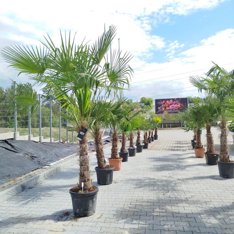 Palma szorstkowiec (Trachycarpus Fortunei) 270cm