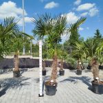 Palma szorstkowiec (Trachycarpus Fortunei) 270cm