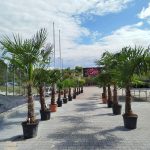 Palma szorstkowiec (Trachycarpus Fortunei) 270cm