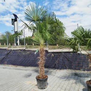 Palma szorstkowiec (Trachycarpus Fortunei) 220cm