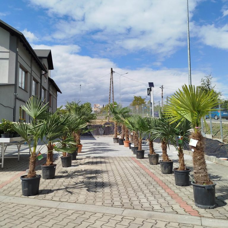 Palma szorstkowiec (Trachycarpus Fortunei) 230cm