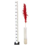 Trawa pampasowa czerwona (Cortaderia) 130cm