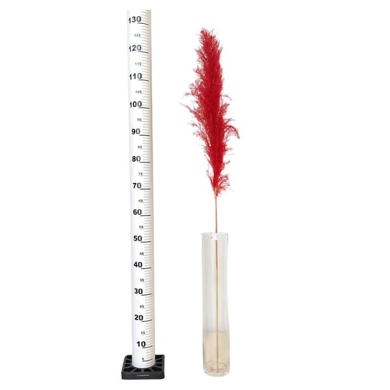 Trawa pampasowa czerwona (Cortaderia) 130cm
