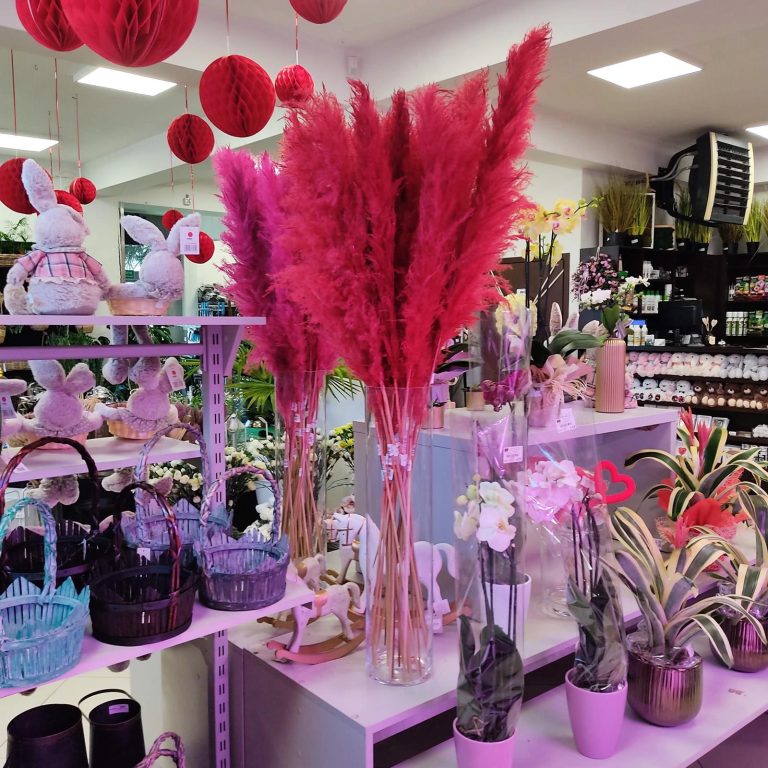 Trawa pampasowa czerwona (Cortaderia) 130cm